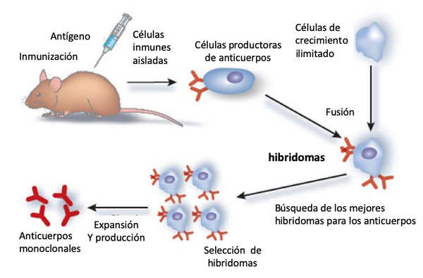 Jaque al coronavirus: ¿son los anticuerpos monoclonales la reina en la partida contra el covid-19?