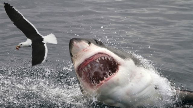 Por qué cada vez más hay más ataques de tiburones en la costa este de EEUU